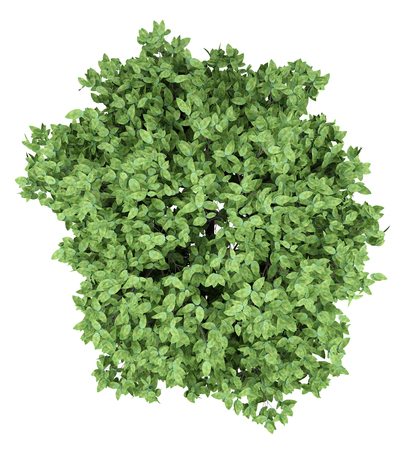 pomelo tree isolated on white background. top view. 3d illustrationの写真素材