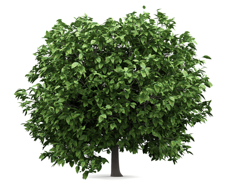 pomelo tree isolated on white background. 3d illustrationの写真素材