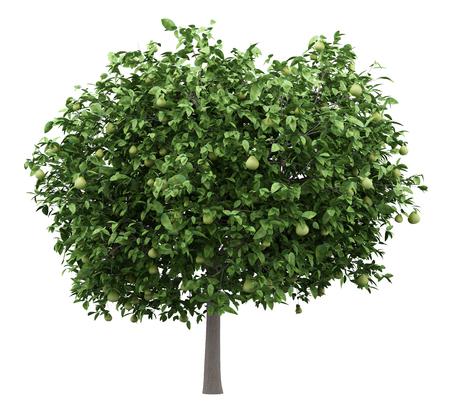 pomelo tree with fruits isolated on white background. 3d illustrationの写真素材