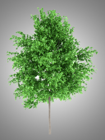 orange tree isolated on gray background. 3d illustrationの写真素材