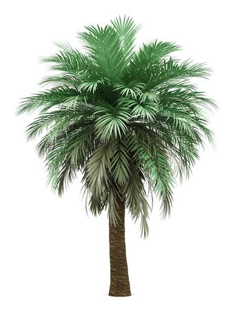 Butia palm tree isolated on whiteの写真素材