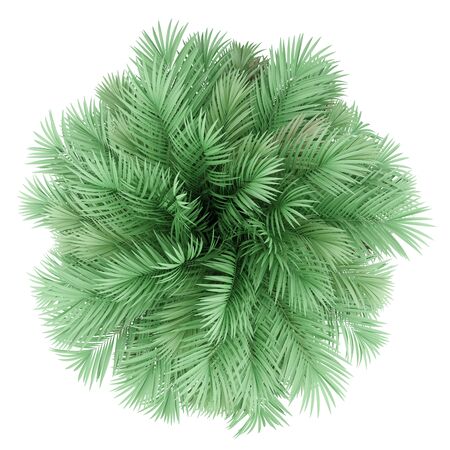 Butia palm tree isolated on whiteの写真素材