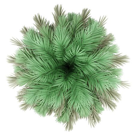 butia palm tree isolated on white background. top view. 3d illustrationの写真素材