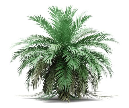butia palm tree isolated on white background. 3d illustrationの写真素材
