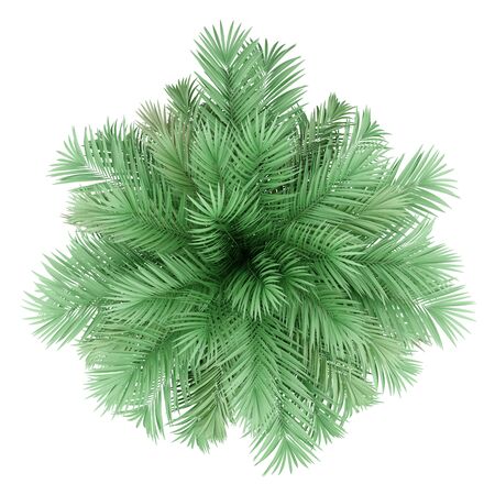 butia palm tree isolated on white background. top view. 3d illustrationの写真素材