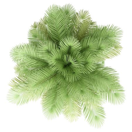 coconut palm tree isolated on white background. top view. 3d illustrationの写真素材