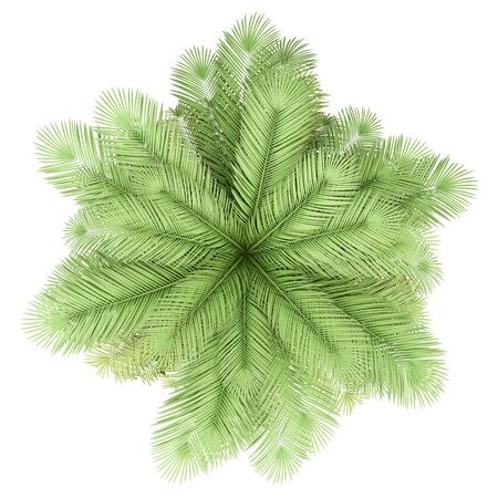 coconut palm tree isolated on white background. top view. 3d illustrationの写真素材
