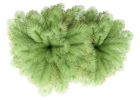 two coconut palm trees isolated on white background. top view. 3d illustrationの写真素材