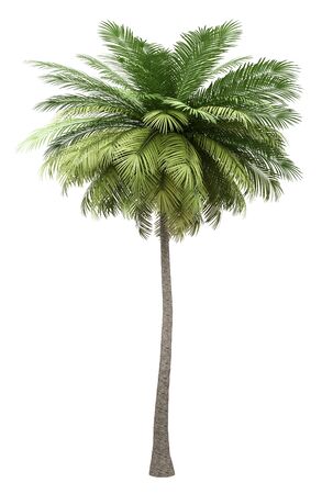 coconut palm tree isolated on white background. 3d illustrationの写真素材