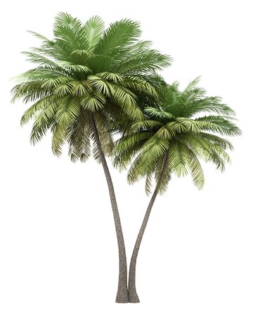 two coconut palm trees isolated on white background. 3d illustrationの写真素材