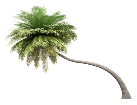 Palm tree isolated on whiteの写真素材