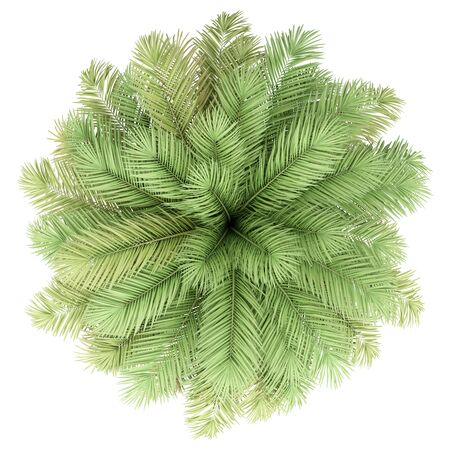Palm tree isolated on whiteの写真素材