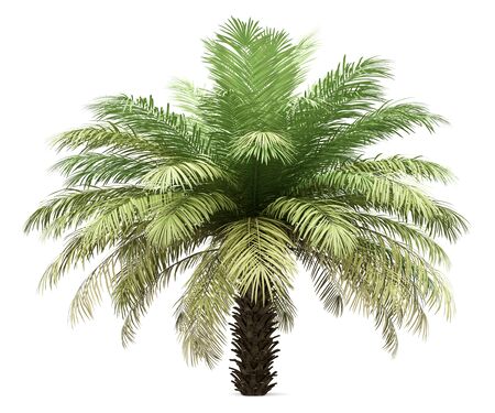 Palm tree isolated on whiteの写真素材