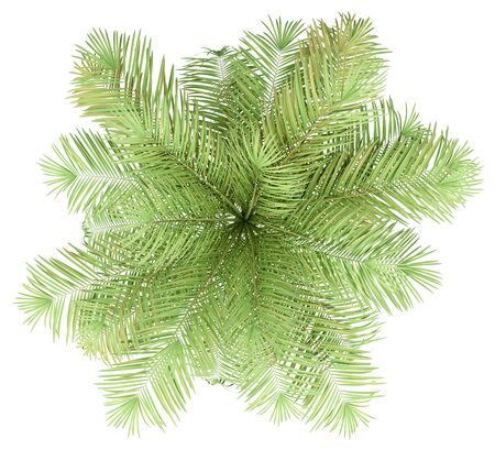 Palm tree isolated on whiteの写真素材