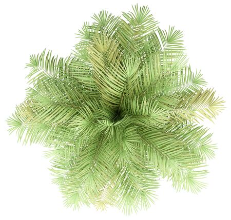 Palm tree isolated on whiteの写真素材
