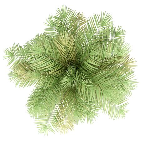 Palm tree isolated on whiteの写真素材