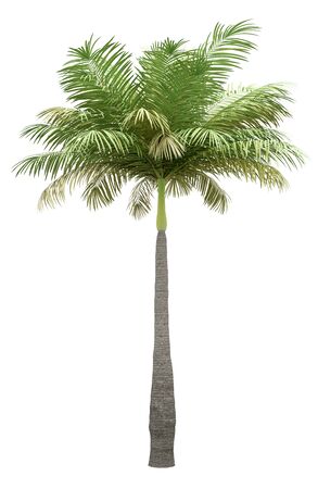 Palm tree isolated on whiteの写真素材