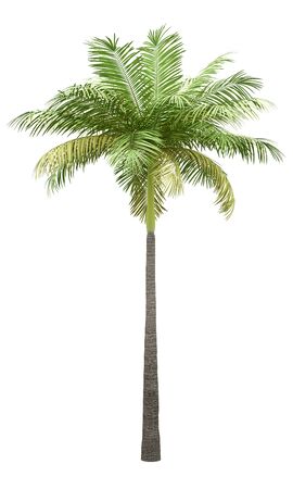 Palm tree isolated on whiteの写真素材