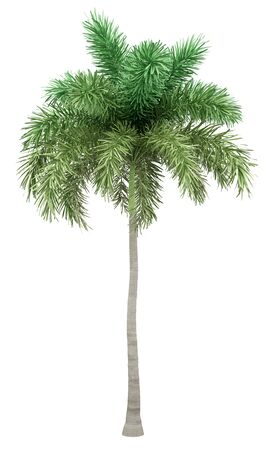 foxtail palm tree isolated on white background. 3d illustrationの写真素材