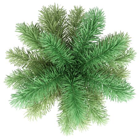 foxtail palm tree isolated on white background. top view. 3d illustrationの写真素材