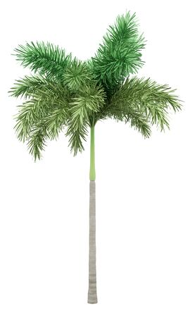 foxtail palm tree isolated on white background. 3d illustrationの写真素材