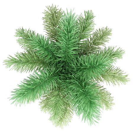 foxtail palm tree isolated on white background. top view. 3d illustrationの写真素材