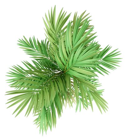golden cane palm tree isolated on white background. top view. 3d illustrationの写真素材