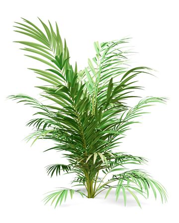 golden cane palm tree isolated on white background. 3d illustrationの写真素材