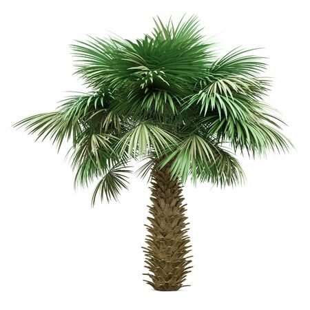sabal palm tree isolated on white background. 3d illustrationの写真素材