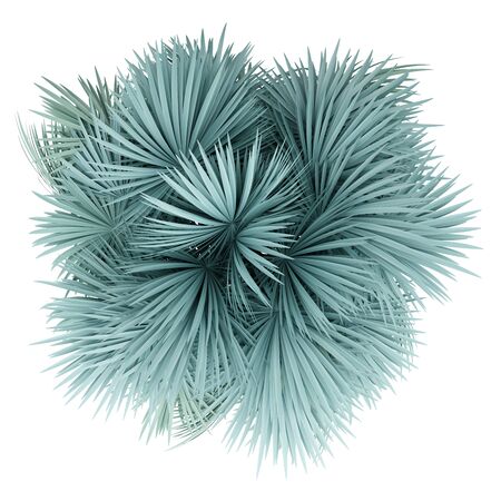 silver fan palm tree isolated on white background. top view. 3d illustrationの写真素材