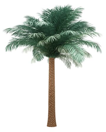 silver date palm tree isolated on white background. 3d illustrationの写真素材