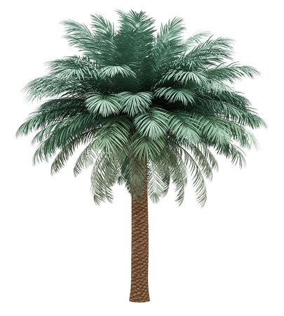 silver date palm tree isolated on white background. 3d illustrationの写真素材