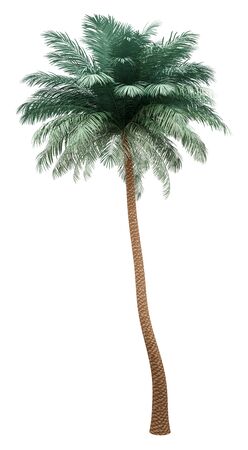 silver date palm tree isolated on white background. 3d illustrationの写真素材