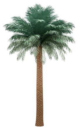 silver date palm tree isolated on white background. 3d illustrationの写真素材