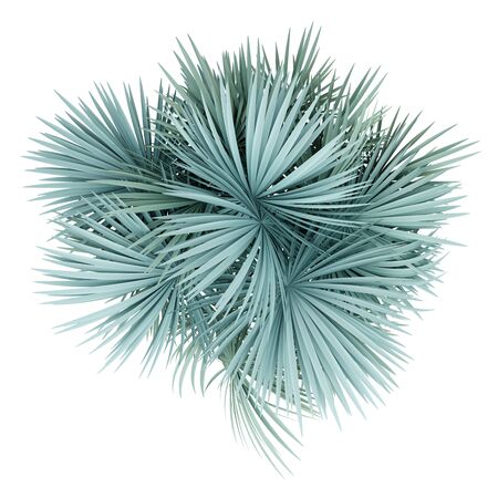 silver fan palm tree isolated on white background. top view. 3d illustrationの写真素材