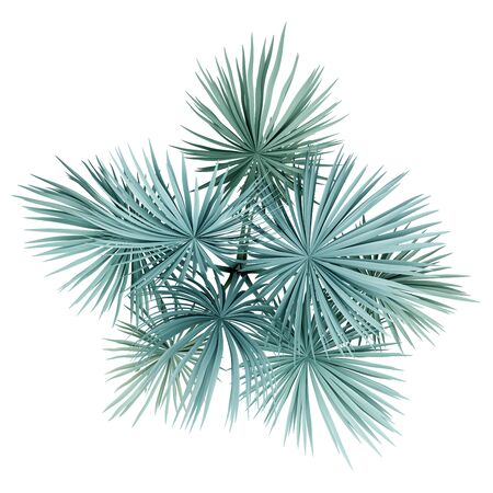 silver fan palm tree isolated on white background. top view. 3d illustrationの写真素材