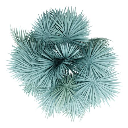 silver fan palm tree isolated on white background. top view. 3d illustrationの写真素材