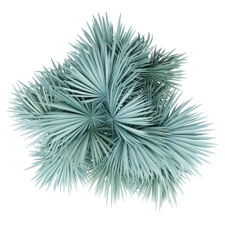 silver fan palm tree isolated on white background. top view. 3d illustrationの写真素材