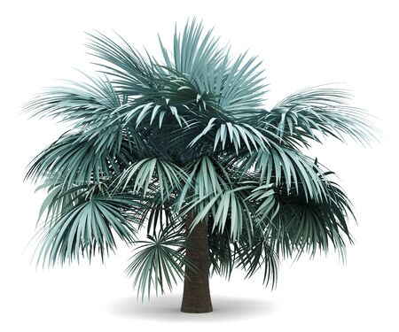silver fan palm tree isolated on white background. 3d illustrationの写真素材