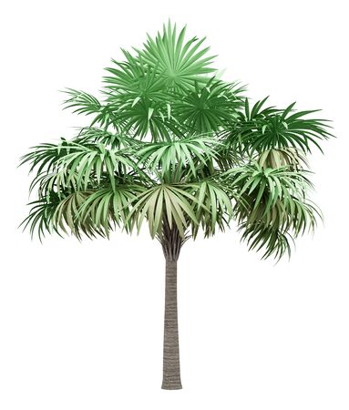 thatch palm tree isolated on white background. 3d illustrationの写真素材