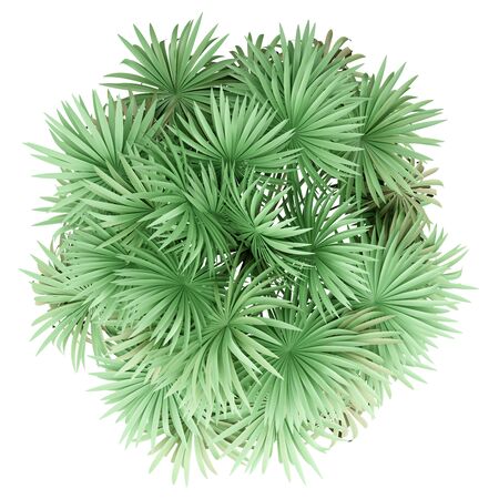thatch palm tree isolated on white background. top view. 3d illustrationの写真素材