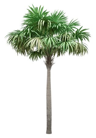 thatch palm tree isolated on white background. 3d illustrationの写真素材