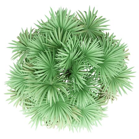 thatch palm tree isolated on white background. top view. 3d illustrationの写真素材