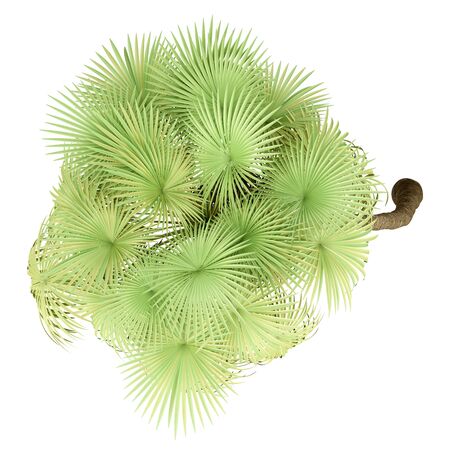 california palm tree isolated on white background. top view. 3d illustrationの写真素材
