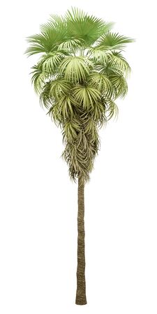 california palm tree isolated on white background. 3d illustrationの写真素材