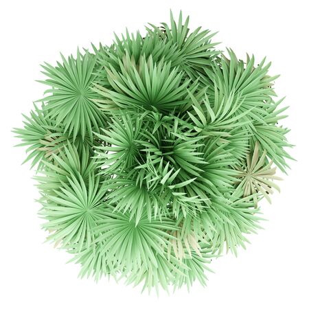 thatch palm tree isolated on white background. top view. 3d illustrationの写真素材