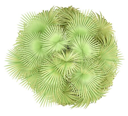 california palm tree isolated on white background. top view. 3d illustrationの写真素材