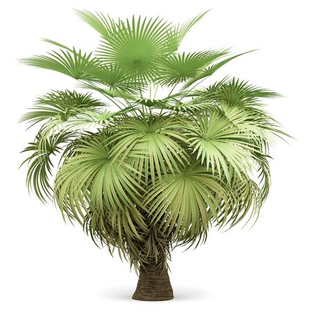 california palm tree isolated on white background. 3d illustrationの写真素材