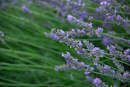Lavender in the field on a windy dayの写真素材