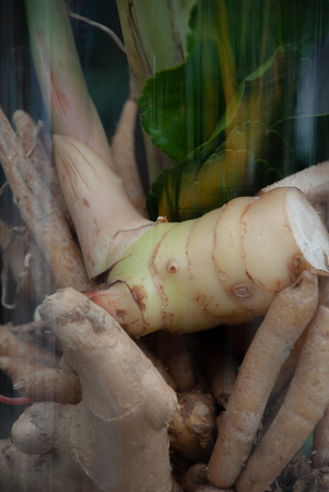 Close-up of ginger root in the jarの写真素材